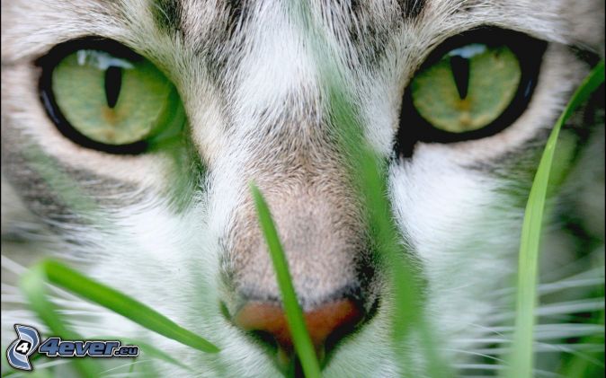 La loca de los Gatos  - Página 32 Rostro-felino,-ojos-verdes-166916