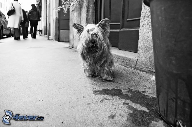  Imágenes y fotos en blanco y negro.  Cabeludo-yorkshire-terrier,-foto-en-blanco-y-negro,-calle-211891