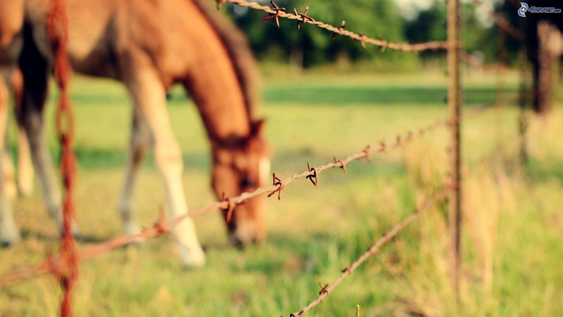 Una manada de caballos pastan en un campo cercado con alambre