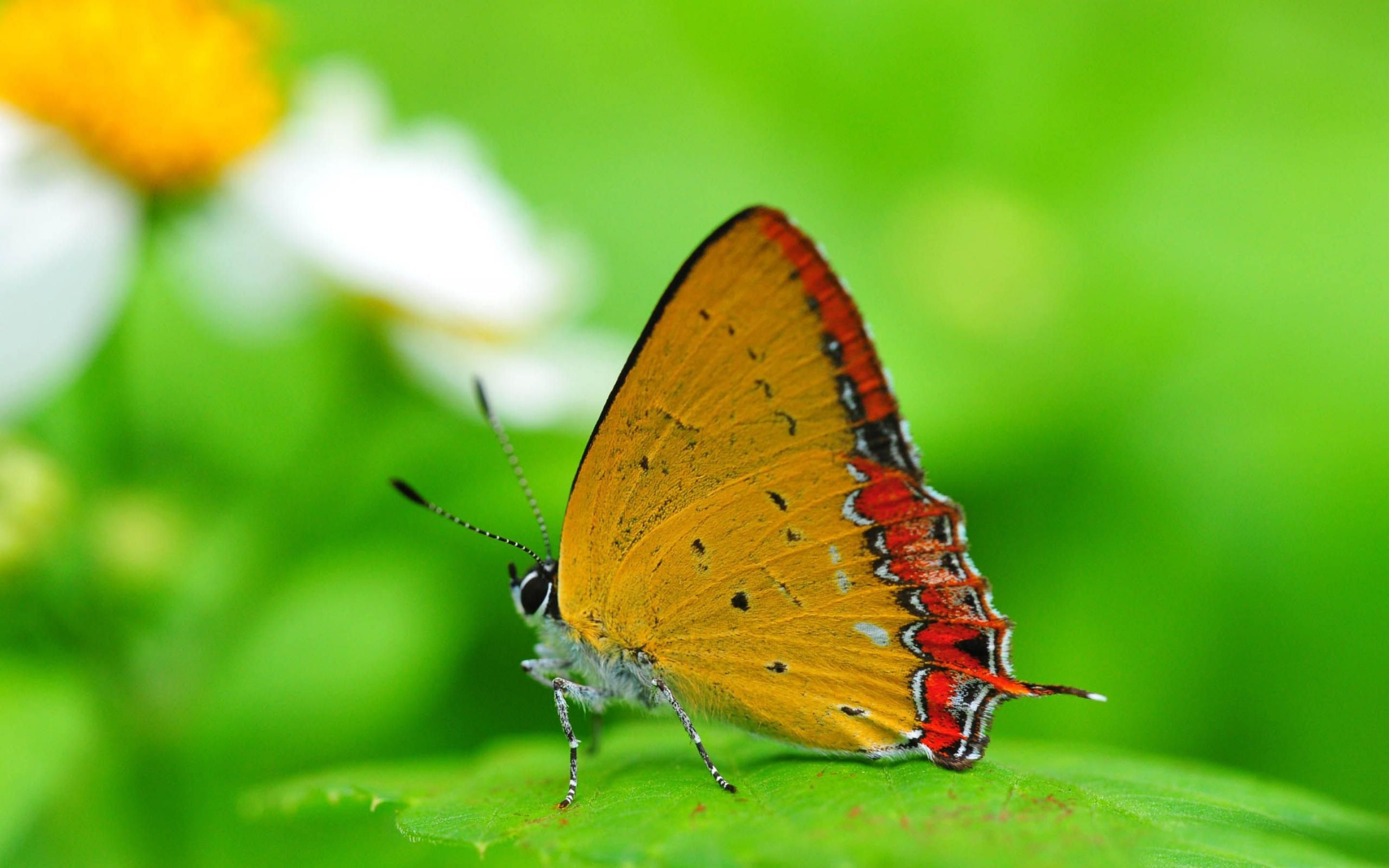 mariposa-amarilla
