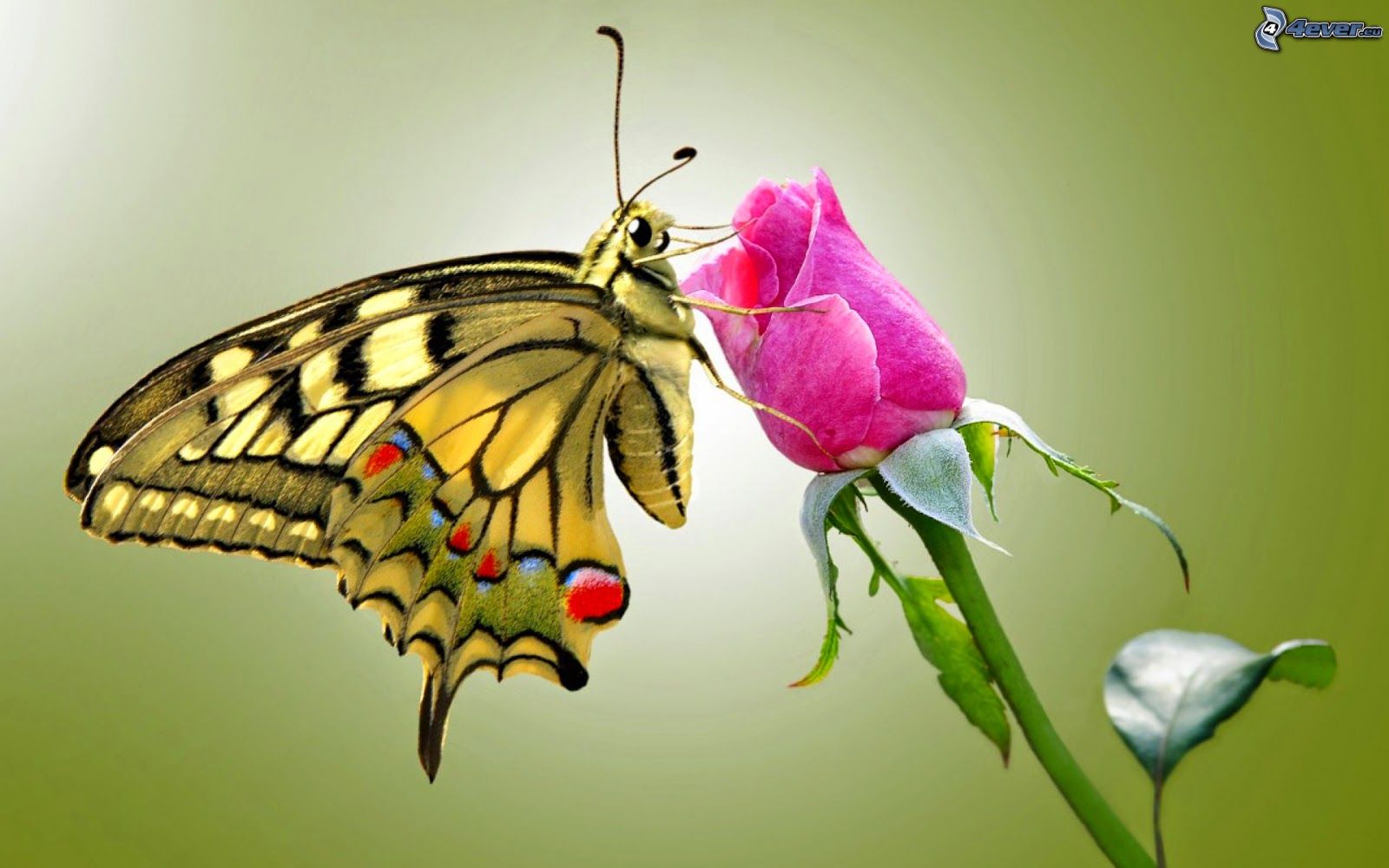 LA PRIMAVERA LLEGO¡!! - Página 31 Mariposa-sobre-una-flor,-rosas-de-color-rosa-208845