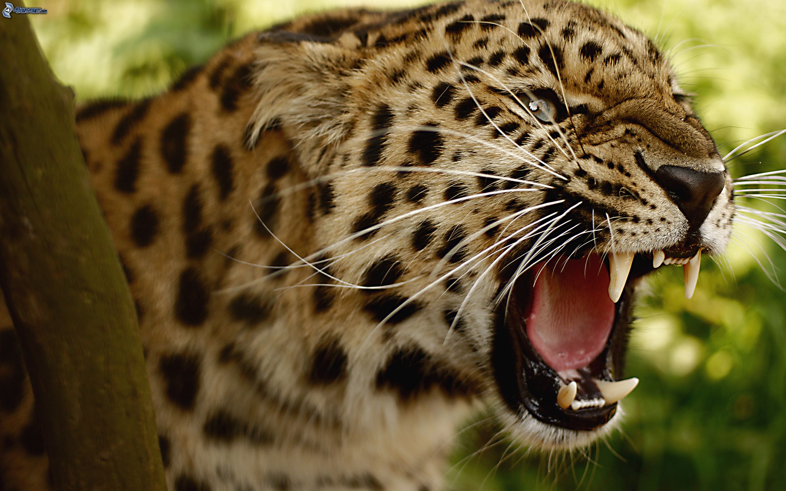 Jaguar vs Pantera Puma vs Leopardo vs Guepardo. ¿Quién gana? - Forocoches