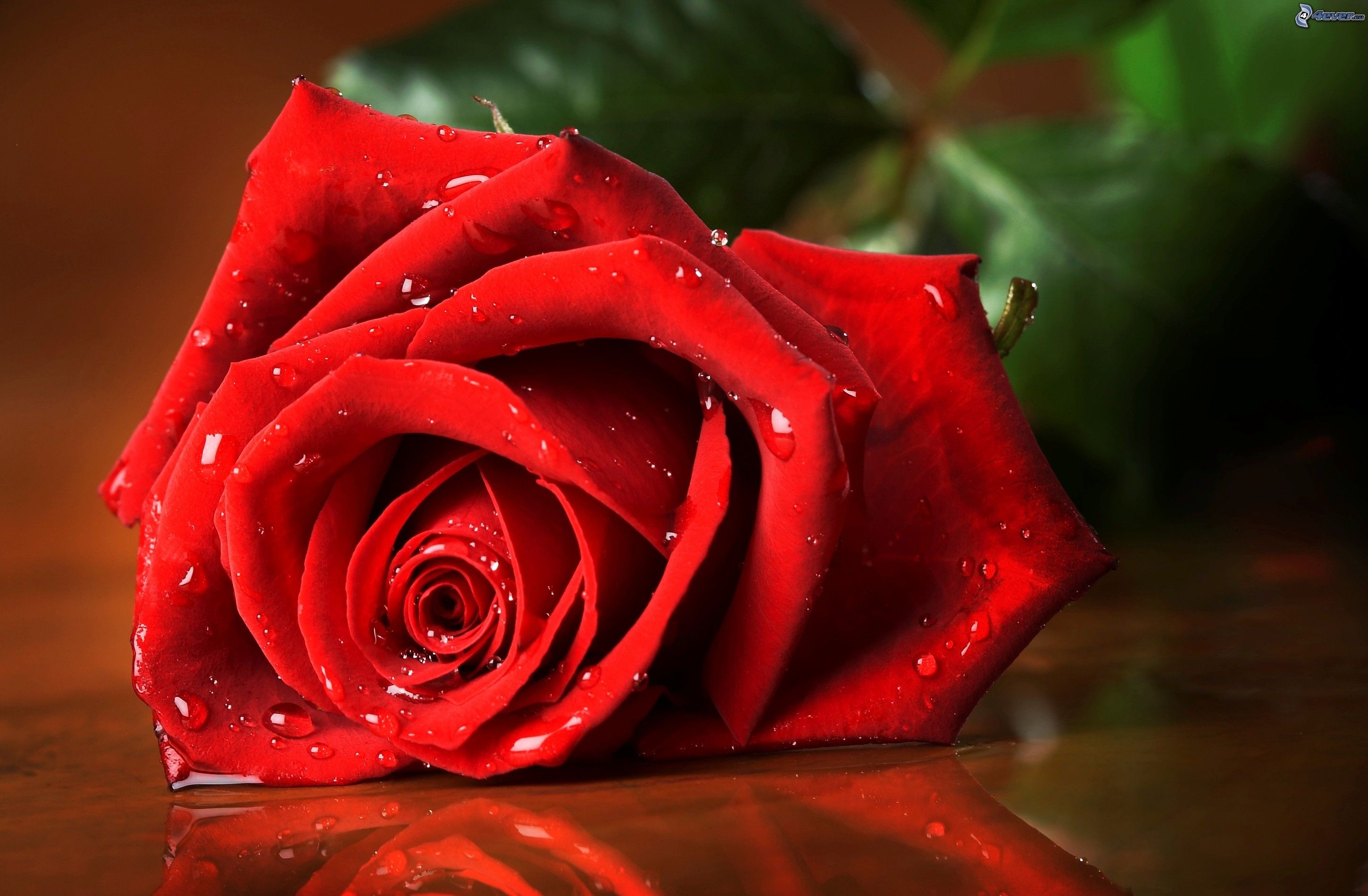 Te regalo una rosa - Página 13 Rosa-roja,-rosa-en-rocio-202128